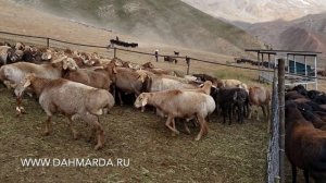 Элитные рыжие гиссарские овцы Таджикистана