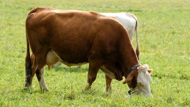 ИНТЕРЕСНЫЕ ФАКТЫ ПРО БЫКА И КОРОВУ смотреть онлайн