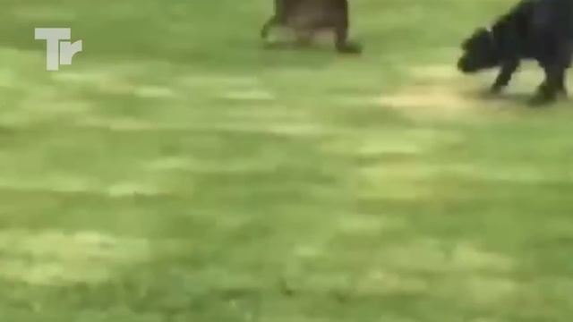 This Dog Risked His Life to save His Girl..Real Hero ! смотреть онлайн