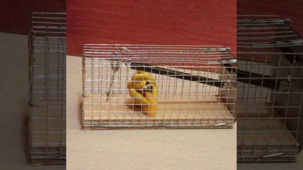 ?? Liipush 28?? Липуг