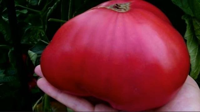 Пятерка самых вкусных, сладких и ароматных сортов томатов в 2023 году . #томаты #помидоры #урожай смотреть онлайн