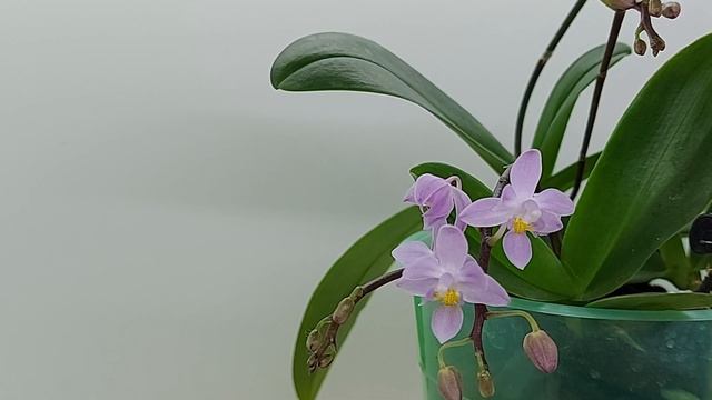 Ph. equestris (Shining) смотреть онлайн