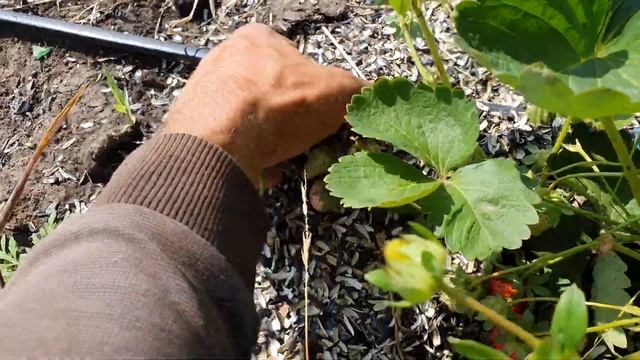 Сбор Урожая клубники. Независимое сравнение вкуса.Джоли Прими Антея Флоренс смотреть онлайн