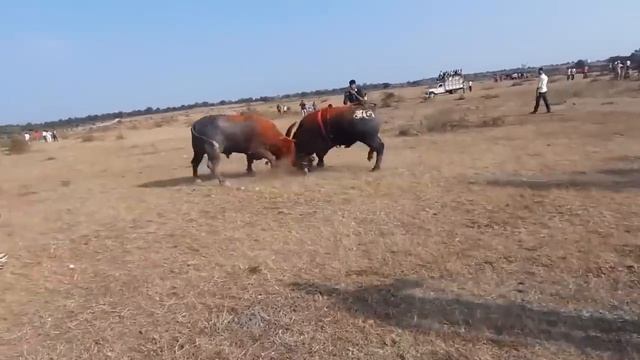 Быки-Мычание быка-Драка быков-Звук животного бык-Рев быка-Farm animals-сельскохозяйственные животны смотреть онлайн