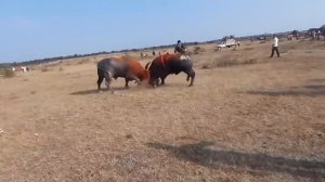 Быки-Мычание быка-Драка быков-Звук животного бык-Рев быка-Farm animals-сельскохозяйственные животны