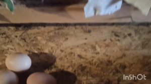 100 ПРОЦЕНТНЫЙ СПОСОБ ОТУЧИТЬ КУР КЛЕВАТЬ ЯЙЦА//ЛУЧШЕЕ ГНЁЗДА ДЛЯ КУР.