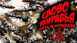 СЛОВО МУРАВЬЯ кровь на формикарии ● Stigmatomma reclinatum ● Обзор