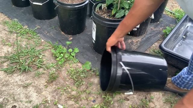 Air Layering lemons! Want FREE fruit trees? #freecitrus # freefood #newgardener смотреть онлайн