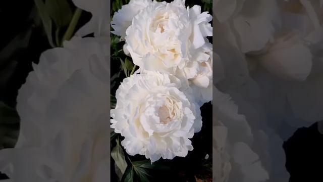 Пионы – это одно из лучших решений для вашего сада❗️Читай описание в комментарии (в закреплённом).⬇ смотреть онлайн