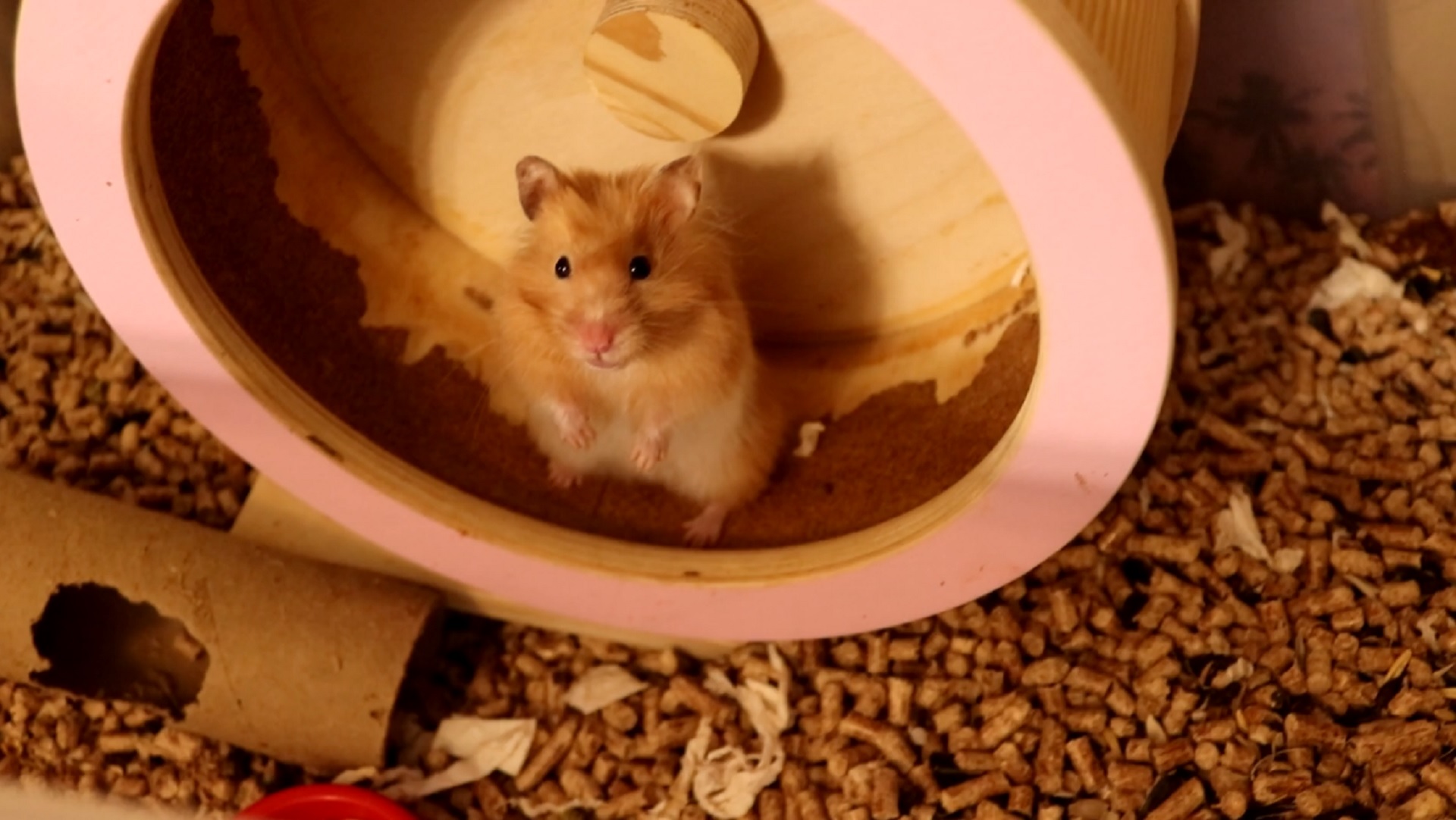 МЕСЯЦ НЕ УБИРАЛАСЬ У ХОМЯКА / КРЫСЯТАМ 11 ДНЕЙ ОТ РОДУ смотреть онлайн