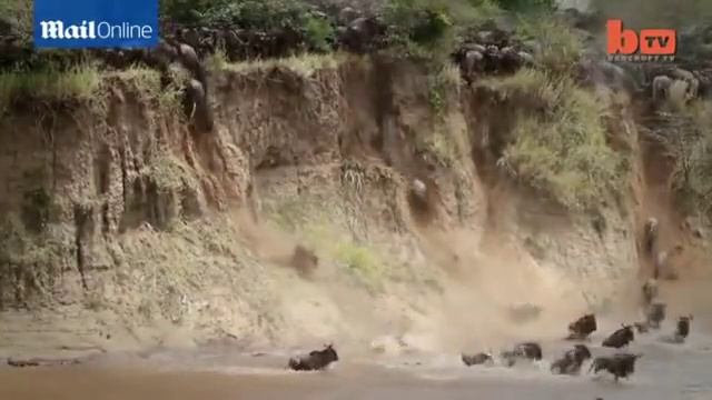 Тысячи гну прыгнули в кишащую крокодилами реку Звери Из жизни смотреть онлайн