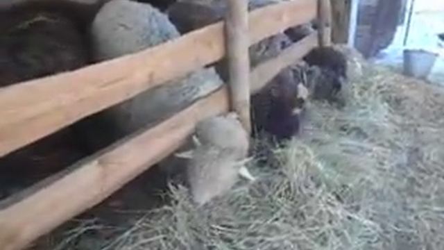 разные породы овец смотреть онлайн