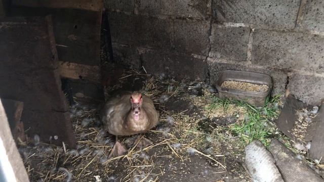 Индоутки удивляют все больше и больше ! Вывод Индоутят под Уткой