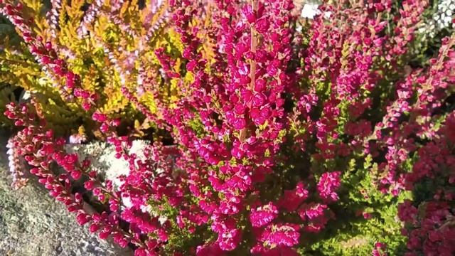 Можжевельник Минт Джулеп.Всё об этом красавце. смотреть онлайн