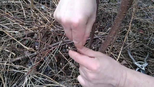 Прививка плодовых деревьев. Черенки для прививки. Когда прививать фруктовые деревья? Лучшие способы