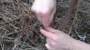 Прививка плодовых деревьев. Черенки для прививки. Когда прививать фруктовые деревья? Лучшие способы