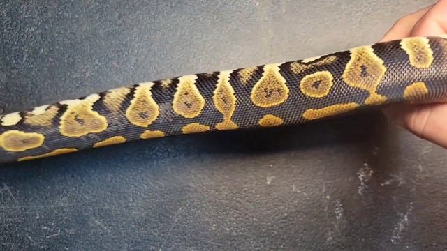 Bloopers Outtakes and Stretching Snakes || Ball Python Video смотреть онлайн