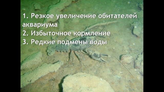 Помутнение воды в аквариуме. Причины. Борьба. смотреть онлайн