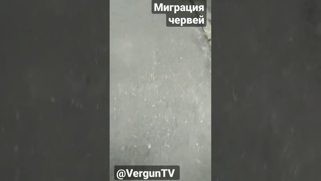 Миграция червей #рыбалка #fishing #carpfishing #verguntv #рыбалка_в_каменском #весенний_клев смотреть онлайн