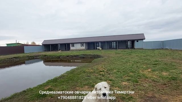 Среднеазиатские овчарки питомника Тимерташ ведётся запись на щенков на 2021 годсайт www.timertash.r смотреть онлайн