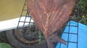 Горячее копчение толстолобик и сазан.