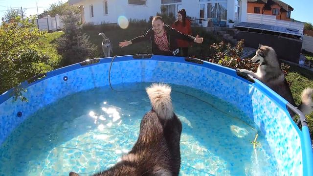 НОВЫЙ БАССЕЙН ДЛЯ ХАСКИ / собаки прыгают в каркасный бассейн смотреть онлайн