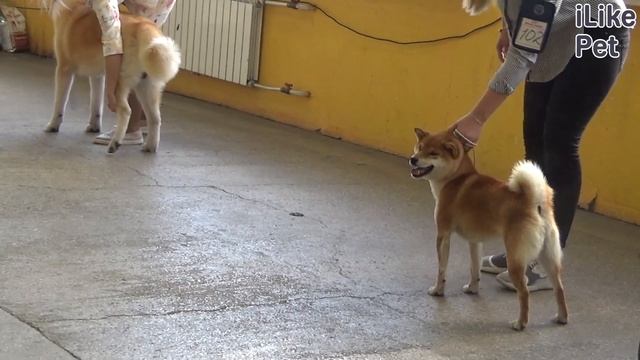 Сиба-ину на ilikepet. Особенности породы, уход смотреть онлайн