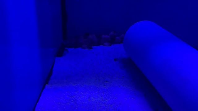 Why the Wobbegong Shark is such a bad idea! смотреть онлайн