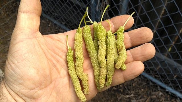 First Crop Of White Pakistan Mulberry. Первый сбор белой пакистанской шелковицы.