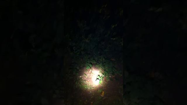 Ежики в темноте смотреть онлайн