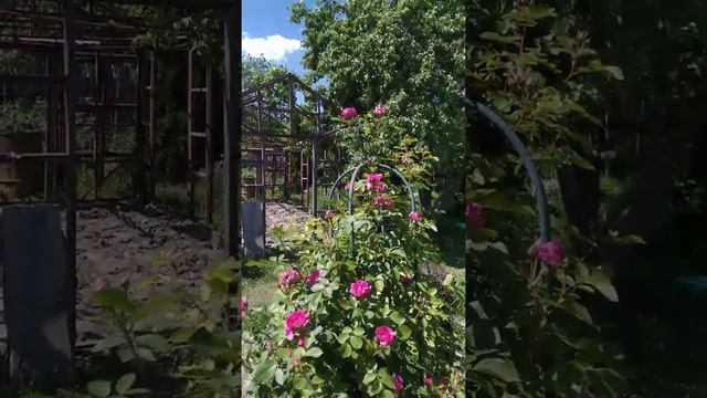 Канадские розы вековая и Джон девис смотреть онлайн