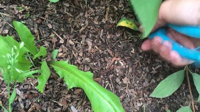 КАК РАЗМНОЖИТЬ ГОРТЕНЗИИ ЛЕТОМ смотреть онлайн