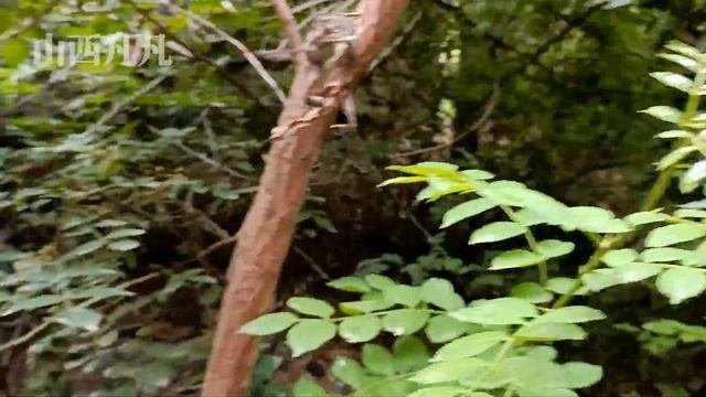 200年山西地主大院，老地主和3个老婆竟然被村民打死，进去把人吓得腿软！Multi-language subtitles are supported смотреть онлайн