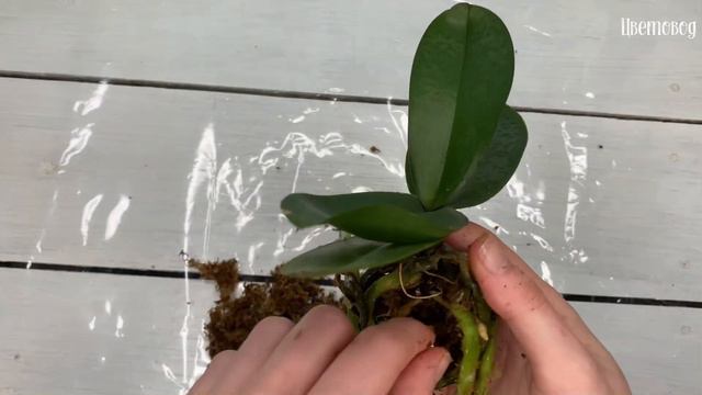 Пересадка орхидеи фаленопсис. смотреть онлайн
