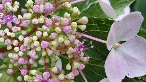 Hydrangea macrophylla Maculata