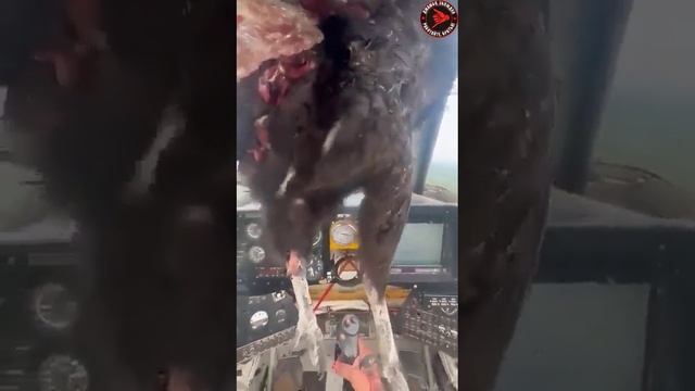 В Эквадоре пилоту удалось приземлиться целым и невредимым после того, как крупная птица врезалась в смотреть онлайн