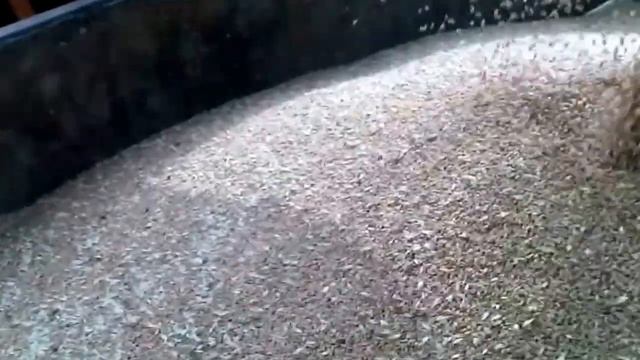 відгрузка зерна 6 тон за 30 хвилин смотреть онлайн