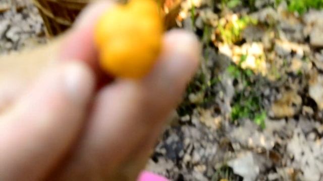 Cantharellus cibarius sárga rókagomba смотреть онлайн