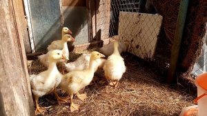 Гуси Линда . Выгодно ли содержать.