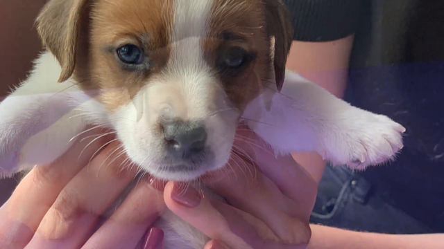 Щенки Джек Рассел терьера смотреть онлайн