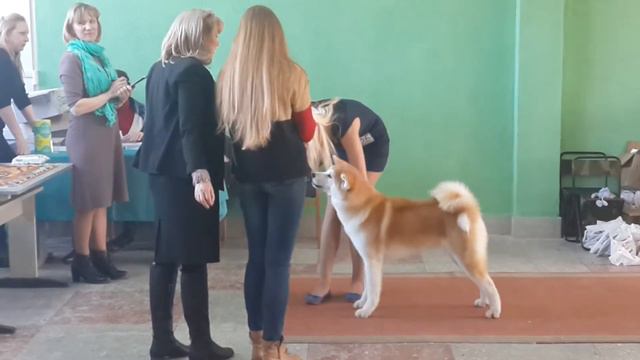Акита, Юный Чемпион Беларуси, суки класс юниоры, Наоми (Сутеки Ину Гиней Наоми) смотреть онлайн