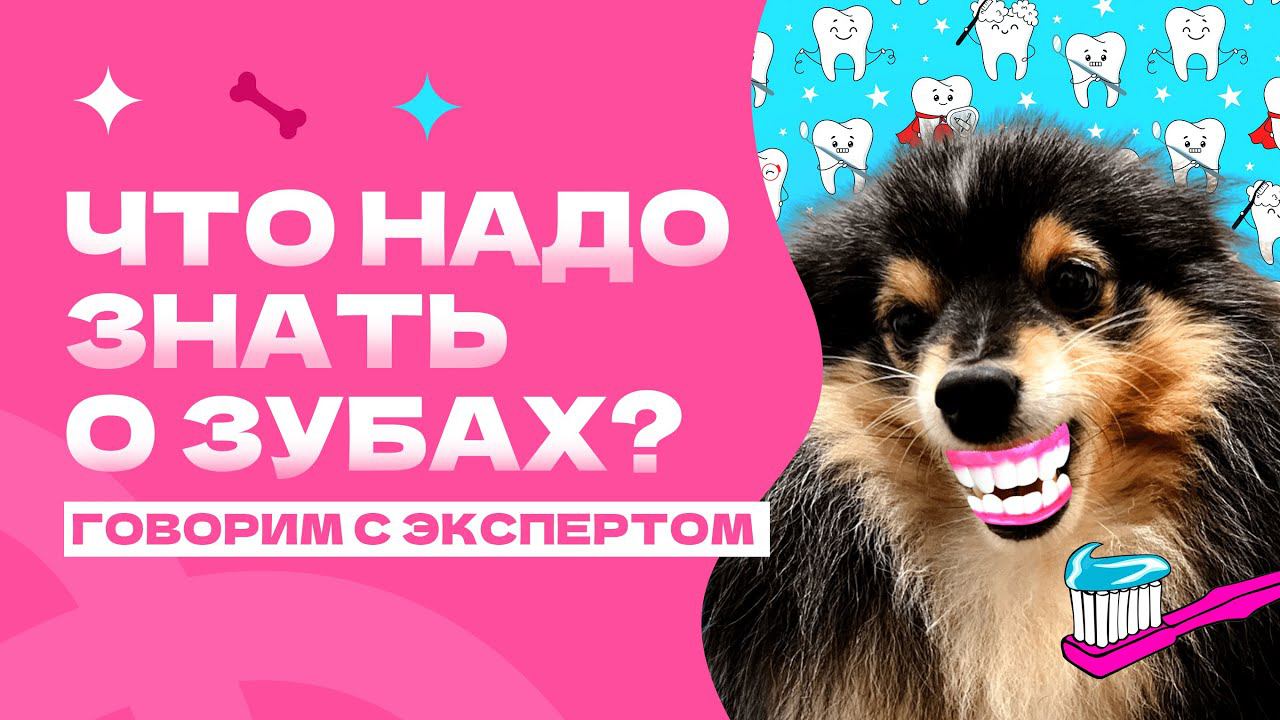 ЧИСТИТЬ СОБАКЕ ЗУБЫ? Брекеты для собак? Ветеринарный стоматолог