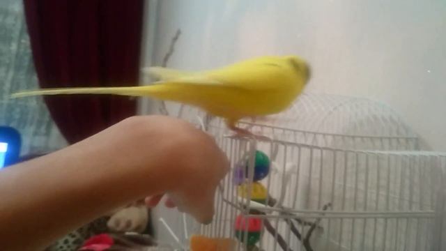 ПОПУГАЙ ОРЕТ. Что ДЕЛАТЬ, ЕСЛИ ПОПУГАЙ КРИЧИТ смотреть онлайн