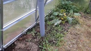 солнечный вегетарий