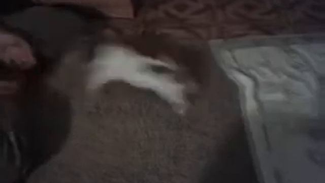 Джек Рассел терьер смотреть онлайн