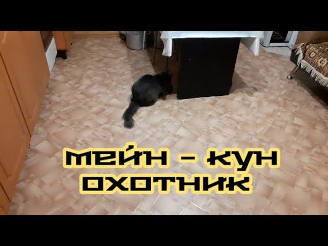 кот и дичь... смотреть онлайн