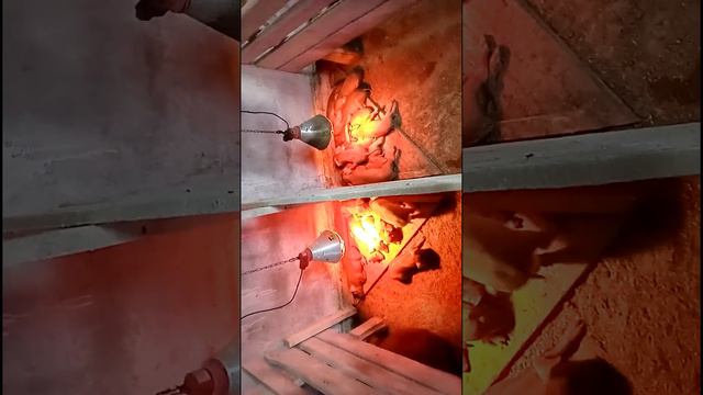 Онлайн ферма. Выращивайте мясо сидя на диване. Ваш Поросёнок на мясо растет у нас на настоящей ферм смотреть онлайн
