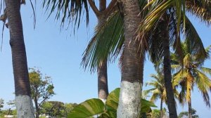 Comoros, Коморские острова, 2021