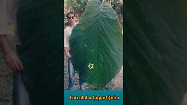 Coccoloba Gingantifolia || World Biggest Leaf in Amazon Forest || ?☘️? смотреть онлайн