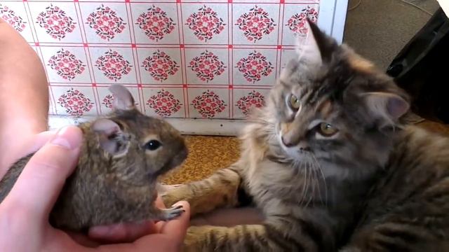 VIDEO0010.mp4 смотреть онлайн